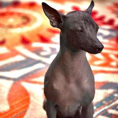 Avi - Xoloitzcuintli