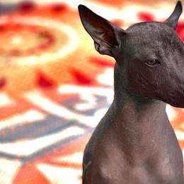 Avi - Xoloitzcuintli