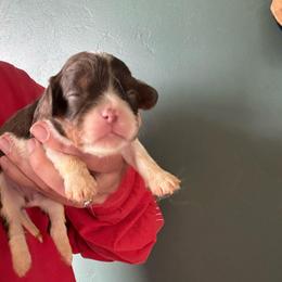 White chocolate tri - Chocolate female Cavalier King Charles Spaniel puppy in Greenleaf, Wisconsin from Ledgetop Family Cavaliers