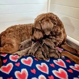 Chesapeake Bay Retriever puppies from Laurelwood Chesapeakes