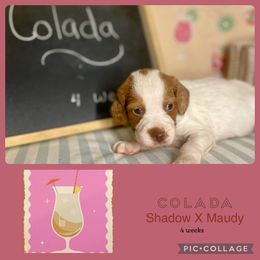 Colada - White and orange female Brittany puppy in Downers Grove, Illinois from Attitude Brittanys