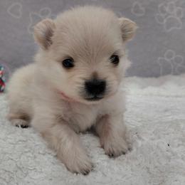 Ceeko - Cream male Pomeranian puppy in Linwood, North Carolina from My Tiny Paws