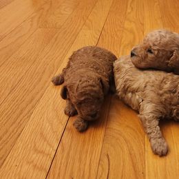 Poodles from Bella Babies