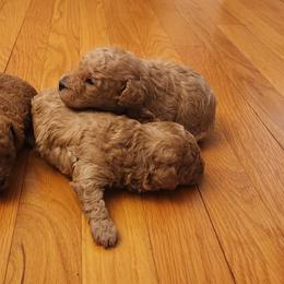 Poodles from Bella Babies