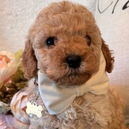 Cavapoochon puppies from Robin Nelson