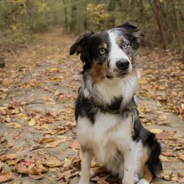 Maverick - Australian Shepherd