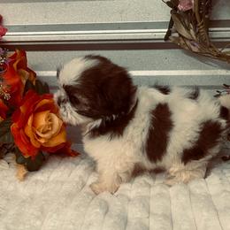 Sara - Gold and white female Shih Tzu puppy in Elgin, South Carolina from Silver Bells Paw Prints