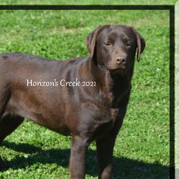 Creek - Labrador Retriever