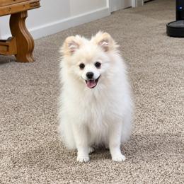 Leo x Hattie Cream Male - Cream male Pomeranian puppy in Pocatello, Idaho from Avalon Pomeranians