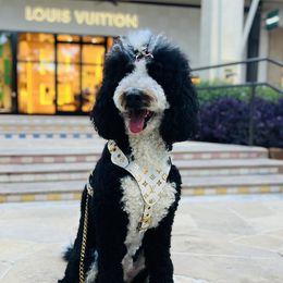 Bernedoodles from Pyper Bernedoodles SATX