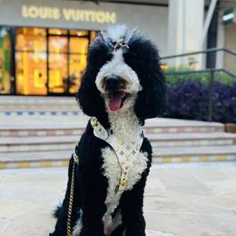 Bernedoodles from Pyper Bernedoodles SATX
