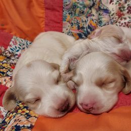 Sister 3500 - Cream female Dachshund puppy in Gatesville, Texas from CJ's Dach Dynasty