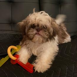 Gizmo 2200 dollars - Liver and white male Shih Tzu puppy in Cullman, Alabama from Divine Hill Farm