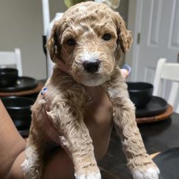Ranger - Apricot male Goldendoodle puppy in Richmond, Virginia from Highland Grove Doodles, LLC
