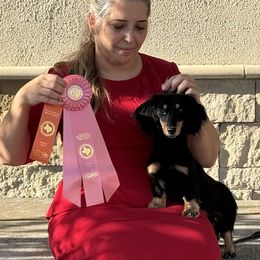 Wednesday - Black and cream female Dachshund puppy in Alice, Texas from Crimson’s longhair Dachshunds