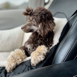 Bernedoodle, Bernese Mountain Dog, Cockapoo, Goldendoodle, and Poodle Puppies from Kallams Bernedoodles & Bernese Mountain Dogs