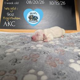 Atlas - Cream male Dachshund puppy in Hoquiam, Washington from Heyd's Mini Dachshunds