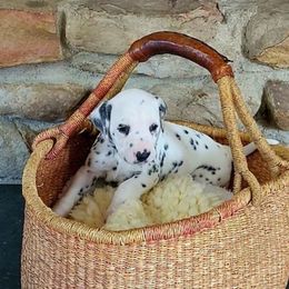 Mr. Blue - White and black male Dalmatian puppy in Troutville, Virginia from Mountain Pass Barn