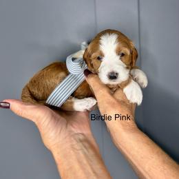 Birdie - Red  female Goldendoodle puppy in Springville, Utah from JW Doodles