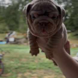 Girl 1 - Lilac tri-color female Bulldog puppy in Bonney Lake, Washington from Sitka spruce bulldogs