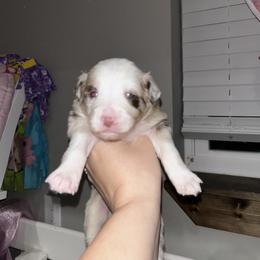 Yellow collar girl - Red merle female Australian Shepherd puppy in Flat Rock, Alabama from Fluffy Butt Acres