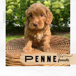 Penne - Red female Australian Labradoodle puppy in Mendon, Massachusetts from New England Labradoodles