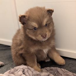 Ember - Red and white female Pomsky puppy in Temple, Texas from Lone Star Pomsky