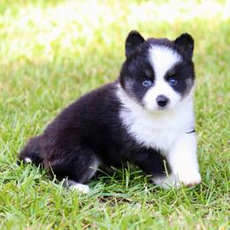 Mary - Black and white female Pomsky puppy in Denham Springs, Louisiana from Bayouland Pomskies