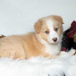 Pumpkin - White and gold male Border Collie puppy in Conway, Missouri from 2J 2K Border Collies | Maremma Sheepdogs