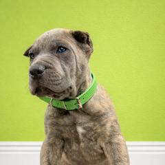 Molosser (Bully x) Puppies from Monumental Mastiffs