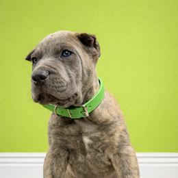 Molosser (Bully x) Puppies from Monumental Mastiffs