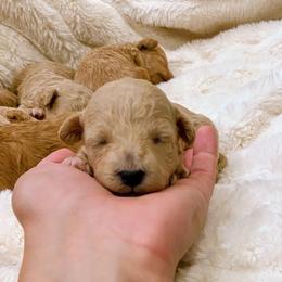 Estelle - Cream female Poodle puppy in Utica, Ohio from Poodle Me Crazy