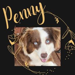 Penny - Australian Shepherd