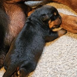Barbie Vom Hause Pragacz aka futere Champ - Black and mahogany female Rottweiler puppy in Bartonsville, Pennsylvania from Karol's Rottweilers