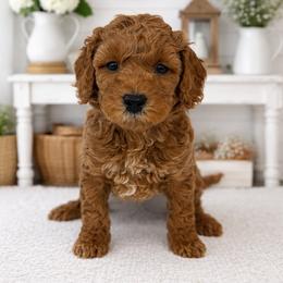 Peter Brady - Red  male Goldendoodle puppy in O'fallon, Missouri from Rockin R Doodles