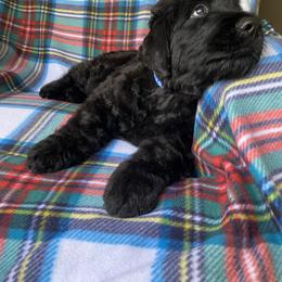 Boy 2 - Black male Black Russian Terrier puppy in Oklahoma from Ter’Avalon Kennel