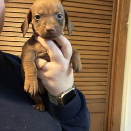Scotty - Red male Dachshund puppy in Athens, Texas from County Road Puppies