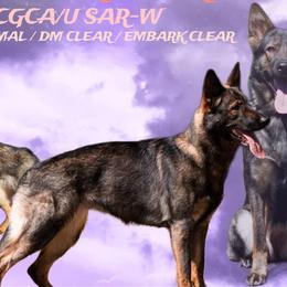 Layla - German Shepherd