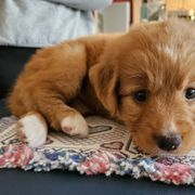 Nova Scotia Duck Tolling Retriever Puppies from Sundance Tollers