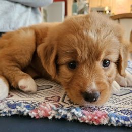 Nova Scotia Duck Tolling Retriever Puppies from Sundance Tollers
