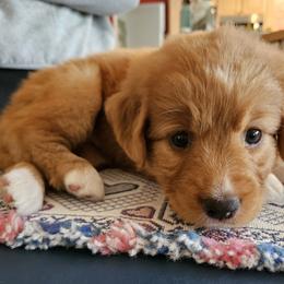 Nova Scotia Duck Tolling Retriever Puppies from Sundance Tollers