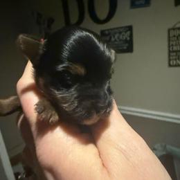 Yazzie - Black and gold female Yorkipoo puppy in Florence, Kentucky from 4paws4ever by Design