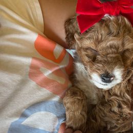 Rose🌹 - Goldendoodle puppy from Doodles Delight PNW