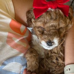Rose🌹 - Goldendoodle puppy from Doodles Delight PNW