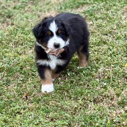 Leonard - Black tri-color male Australian Shepherd puppy in Bethlehem, Georgia from CJ Farm and Kennels
