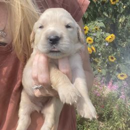 Iris - Golden Retriever puppy from Little House on the Farmie