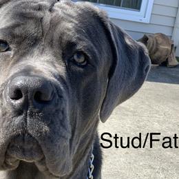 Theo - Cane Corso