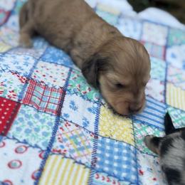 Boy 3 - Cream male Dachshund puppy in Licking, Missouri from Bean Creek Dachshunds & Terriers