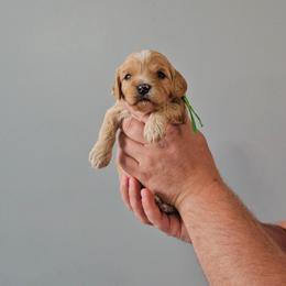 Snickers - Apricot male Cavapoo puppy in South Jordan, Utah from Lucky Doodle Pups