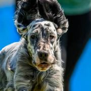 English Setters from Urban Uplander English Setters